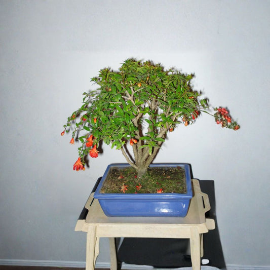 Pomegranate Tree – Punica granatum Seeds | 400 Seeds | Edible Fruit Shrub | Fast Growing | Heat & Drought Tolerant