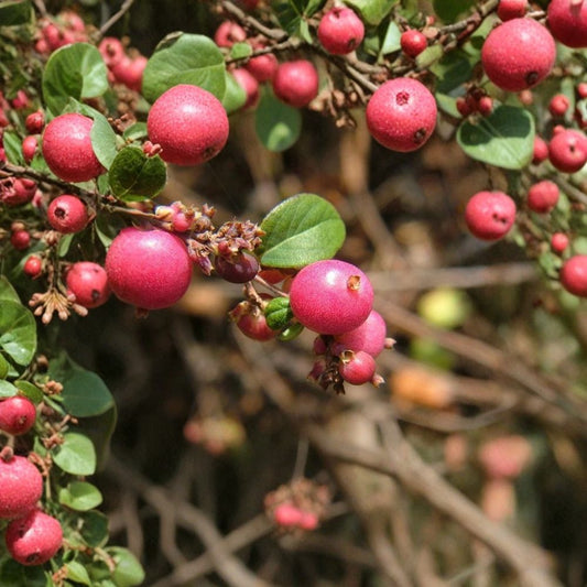 Coralberry Shrub – Symphoricarpos orbiculatus Seeds | 400 Seeds | Hardy Native Shrub | Showy Pink Berries | Winter Interest