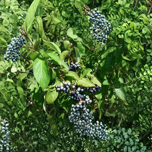 Nannyberry – Viburnum lentago 240 Seeds | Hardy Native Shrub | Edible Fruit  Showy Spring Blooms | Rich Fall Color | Excellent Wildlife Plant