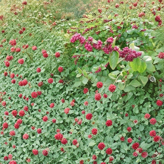 Coralberry Shrub – Symphoricarpos orbiculatus Seeds | 800 Seeds | Hardy Native Shrub | Showy Pink Berries | Winter Interest