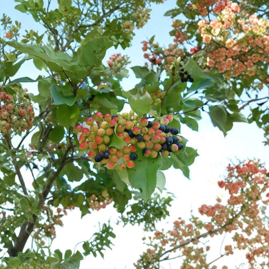 Nannyberry – Viburnum lentago 480 Seeds | Hardy Native Shrub | Edible Fruit  Showy White Spring Flowers | Brilliant Fall Color | Excellent Wildlife Plant