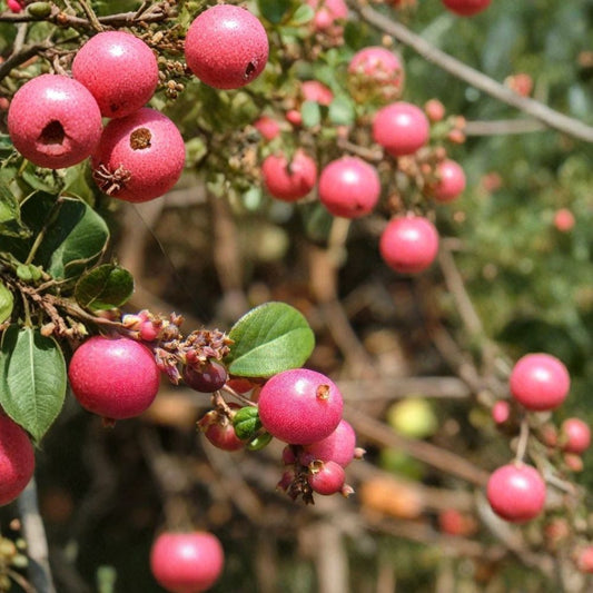 Coralberry Shrub – Symphoricarpos orbiculatus Seeds | 1600 Seeds | Hardy Native Shrub | Showy Pink Berries | Winter Interest