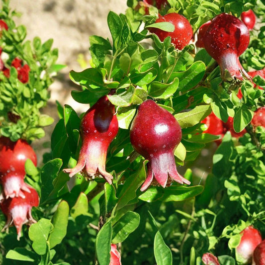 Pomegranate Tree – Punica granatum Seeds | 1600 Seeds | Edible Fruit Shrub | Fast Growing | Heat & Drought Tolerant