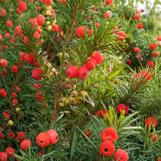 English Yew – Taxus baccata 10 Seeds | Evergreen | Topiary & Bonsai Favorite  Long-Lived | Dense Evergreen Foliage | Classic Landscape Tree