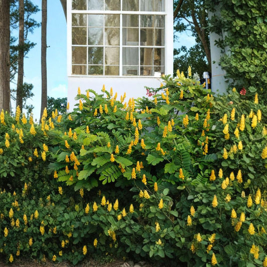 Candle Bush – Senna alata Seeds | 20 Seeds | Yellow Flowering Shrub | Fast Growing | Butterfly Friendly