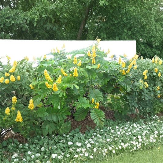 Candle Bush – Senna alata Seeds | 60 Seeds | Yellow Flowering Shrub | Fast Growing | Butterfly Friendly