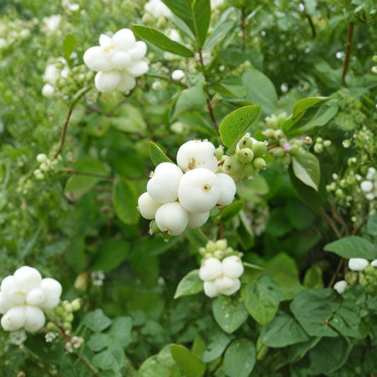 Snowberry Shrub – Symphoricarpos albus Seeds | 100 Seeds | Hardy Native Shrub | White Winter Berries | Wildlife Friendly