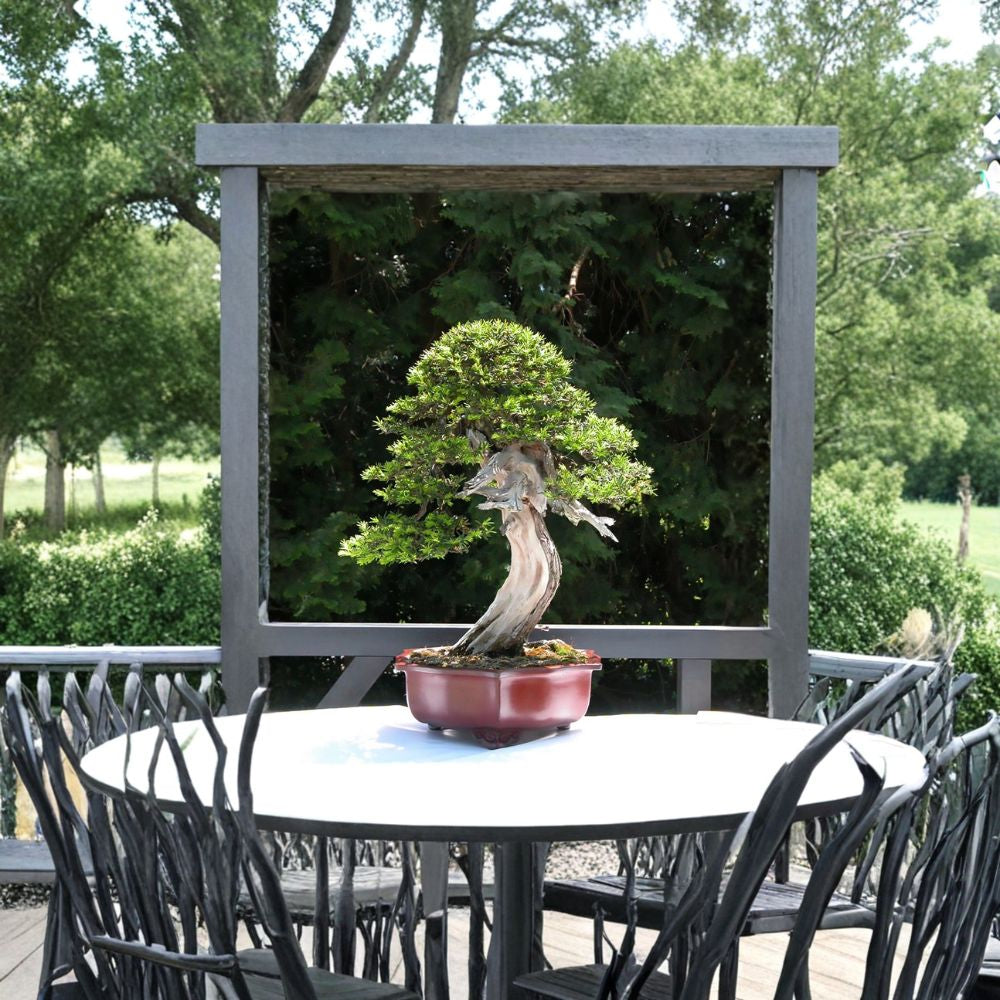 English Yew – Taxus baccata 30 Seeds | Evergreen | Topiary & Bonsai Classic  Long-Lived | Dense Foliage | Shade Tolerant