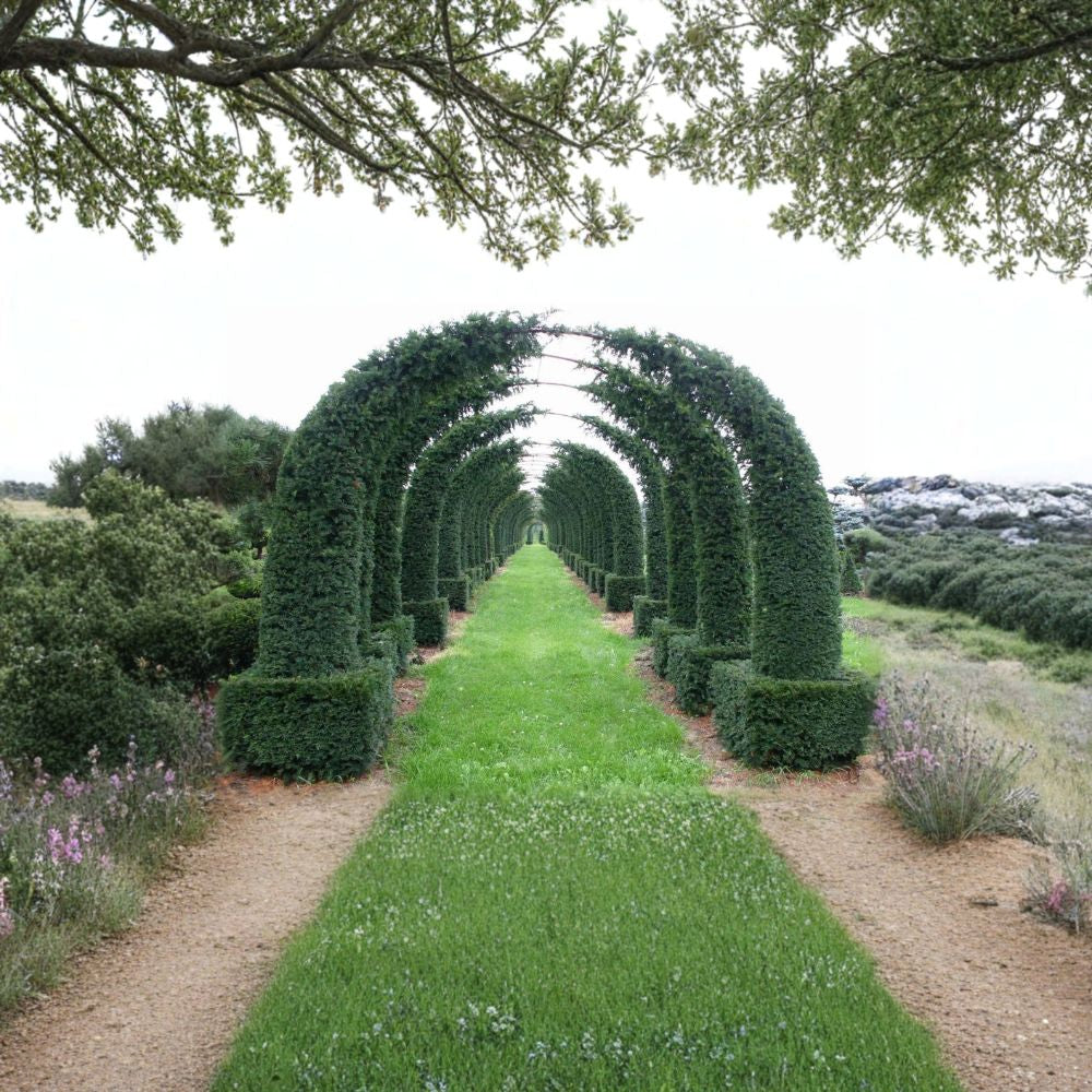 English Yew – Taxus baccata 60 Seeds | Evergreen Conifer | Hardy Landscape Classic  Topiary Favorite | Shade Tolerant | Long-Lived Ornamental Tree