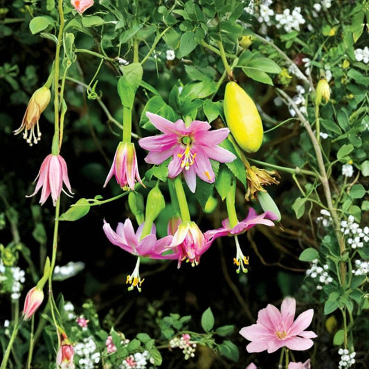 Banana Passion Fruit – Passiflora mollissima 5 Vine Seeds | Fast Growing | Zones 9–11  Tropical Evergreen Vine | Exotic Flowers | Edible Fruit for Trellis or Arbor