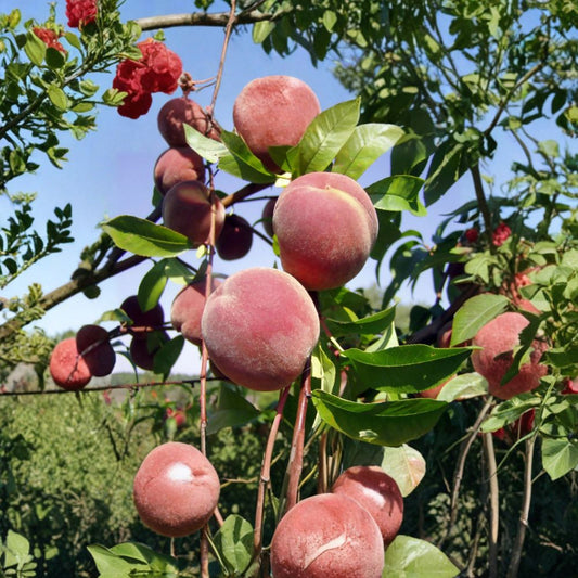 Nemaguard Peach – Prunus persica nemaguard Tree Seeds | 3 Seeds | Hardy Fast Growing Rootstock | Edible & Showy