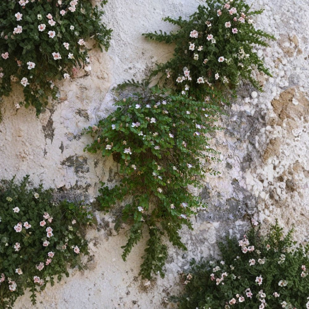 Caper Bush – Capparis spinosa Seeds | 60 Seeds | Edible Capers | Fragrant Mediterranean Shrub | Heat & Drought Tolerant