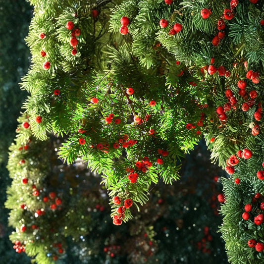 English Yew – Taxus baccata 120 Seeds | Evergreen Conifer | Hardy Landscape Classic  Topiary Favorite | Shade Tolerant | Long-Lived Ornamental Tree