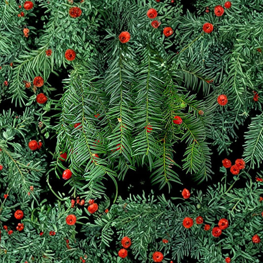 English Yew – Taxus baccata 240 Seeds | Evergreen Conifer | Hardy Landscape Classic  Topiary Favorite | Shade Tolerant | Long-Lived Ornamental Tree