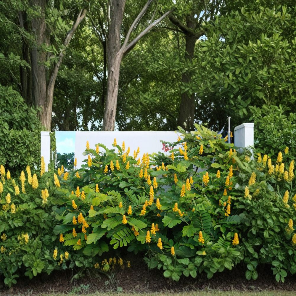 Candle Bush – Senna alata Seeds | 480 Seeds | Yellow Flowering Shrub | Fast Growing | Butterfly Friendly