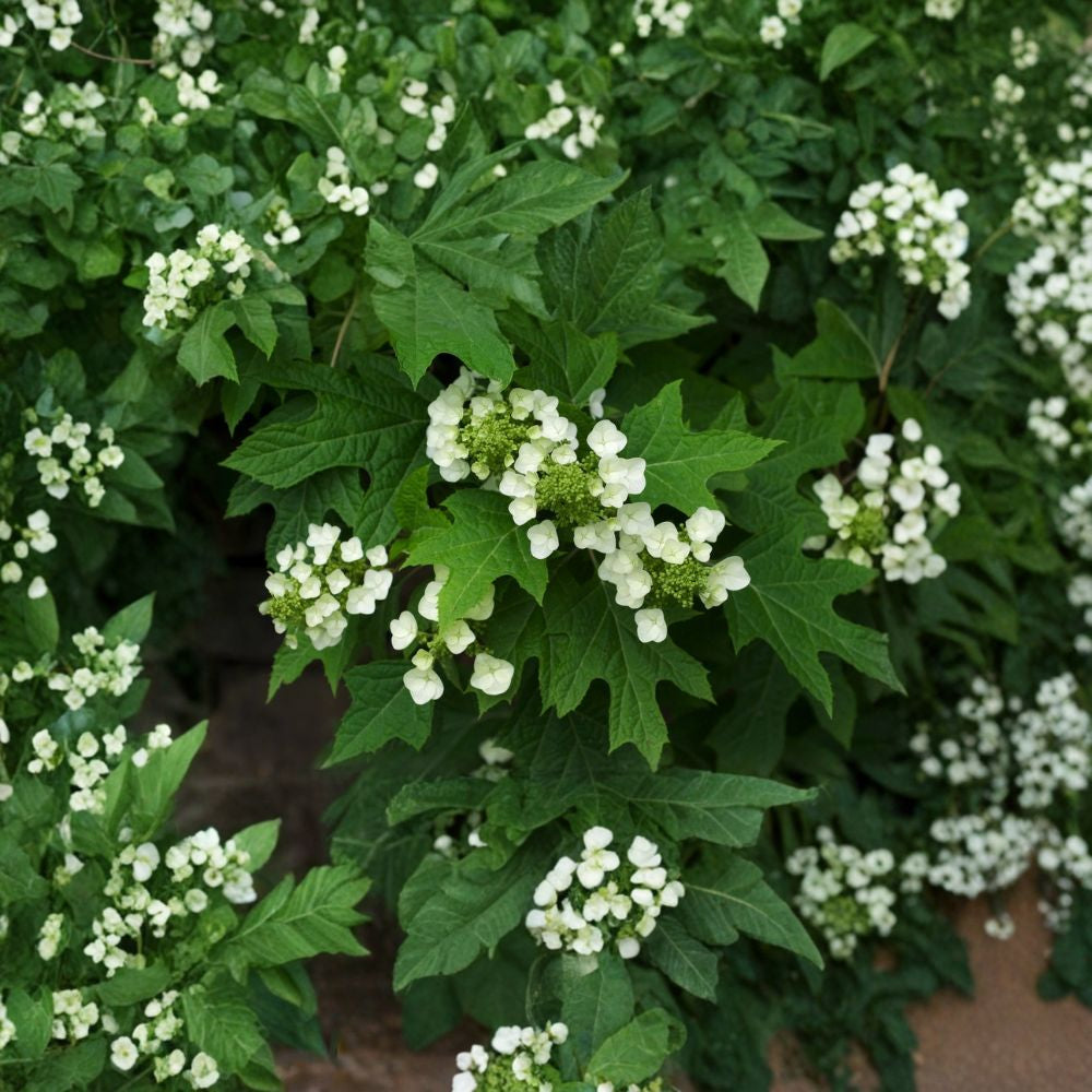 Oakleaf Hydrangea – Hydrangea quercifolia 600 Seeds | Showy Flowering Shrub | Stunning Fall Color  Fragrant Blooms | Exfoliating Bark | Native Woodland Favorite
