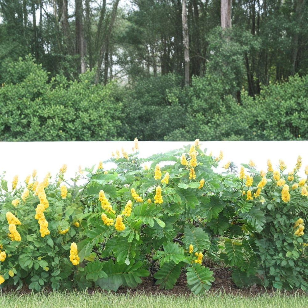 Candle Bush – Senna alata Seeds | 960 Seeds | Yellow Flowering Shrub | Fast Growing | Butterfly Friendly