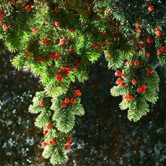 English Yew – Taxus baccata 480 Seeds | Evergreen Conifer | Hardy Landscape Classic  Topiary Favorite | Shade Tolerant | Long-Lived Ornamental Tree