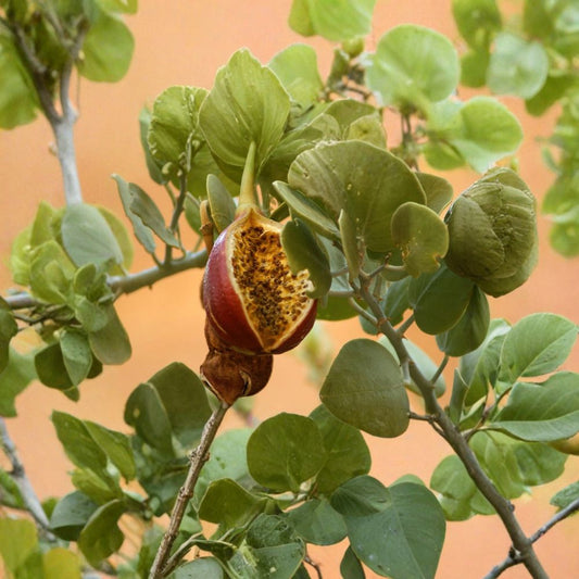 Caper Bush – Capparis spinosa Seeds | 480 Seeds | Edible Capers | Fragrant Mediterranean Shrub | Heat & Drought Tolerant