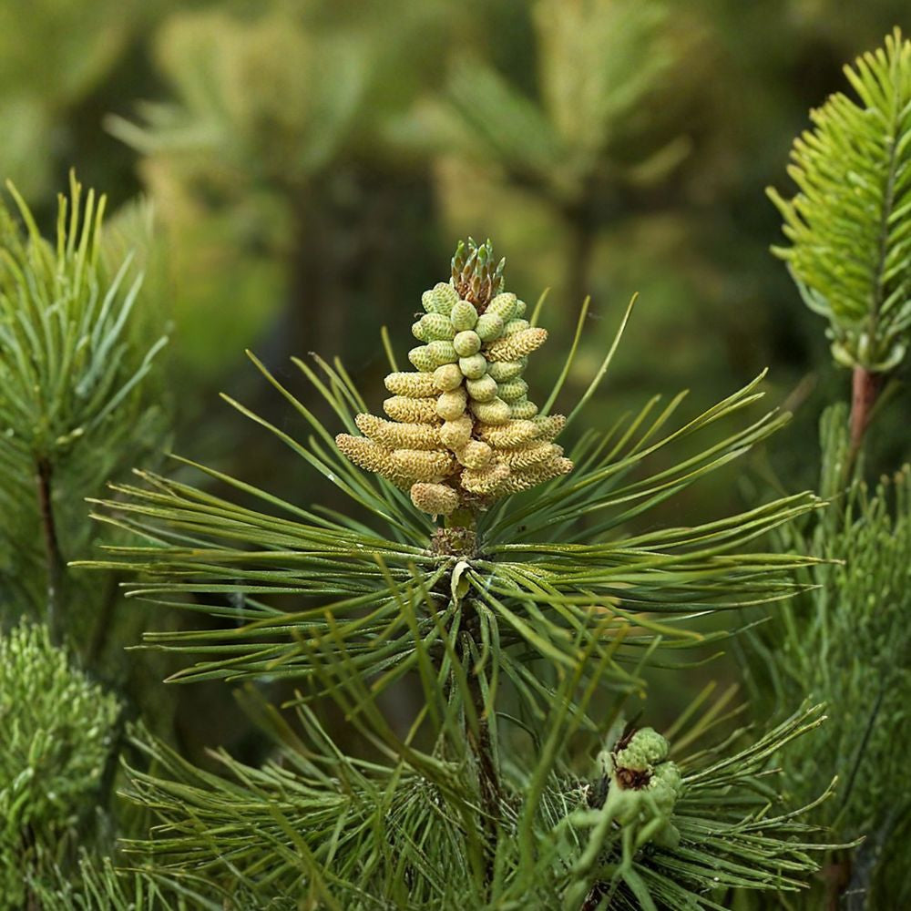 Austrian Pine – Pinus nigra Seeds | 100 Seeds | Hardy Evergreen Tree | Fast Growing | Windbreak & Bonsai