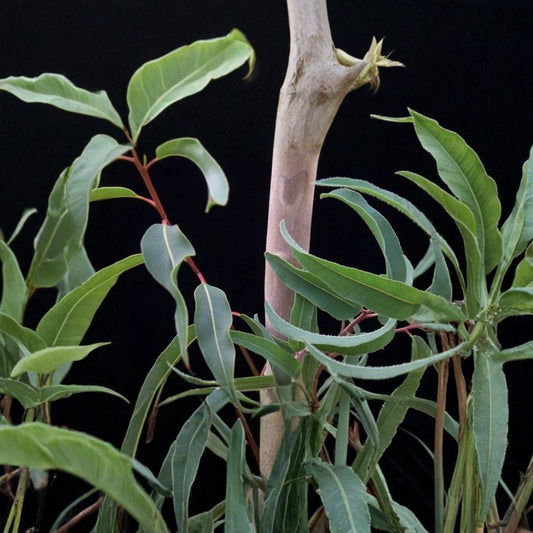Eucalyptus citriodora – Lemon Scented Gum Seeds | 50 Seeds | Fast Growing Fragrant Evergreen Tree