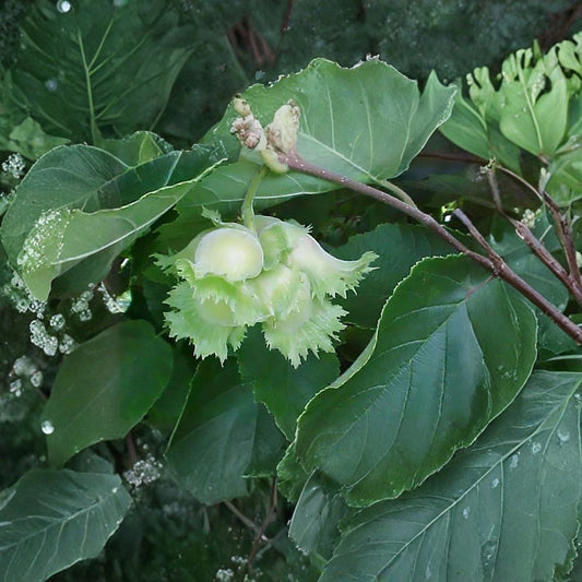 American Hazelnut – Corylus americana 8 Seeds | Hardy Native Shrub | Edible Nut Producer  Fast Growing | Wildlife Friendly | Cold Hardy Hedge Plant