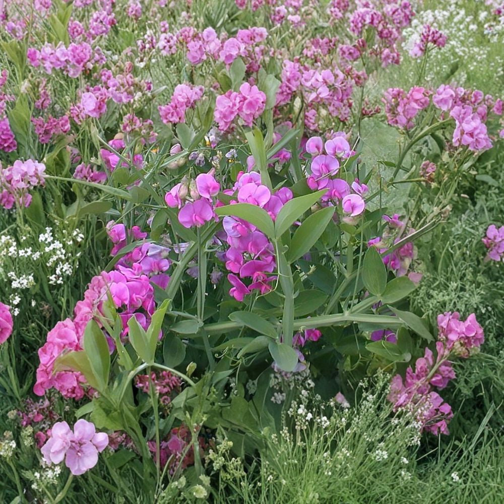 Perennial Pea – Lathyrus latifolius 20 Seeds | Hardy Climbing Vine | Long Summer Blooms  Everlasting Pea | Attracts Hummingbirds | Easy to Grow Perennial
