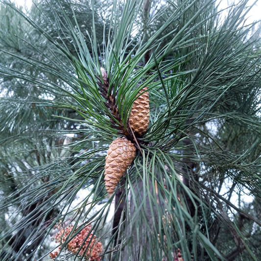 Austrian Pine – Pinus nigra Seeds | 200 Seeds | Hardy Evergreen Tree | Fast Growing | Windbreak & Bonsai