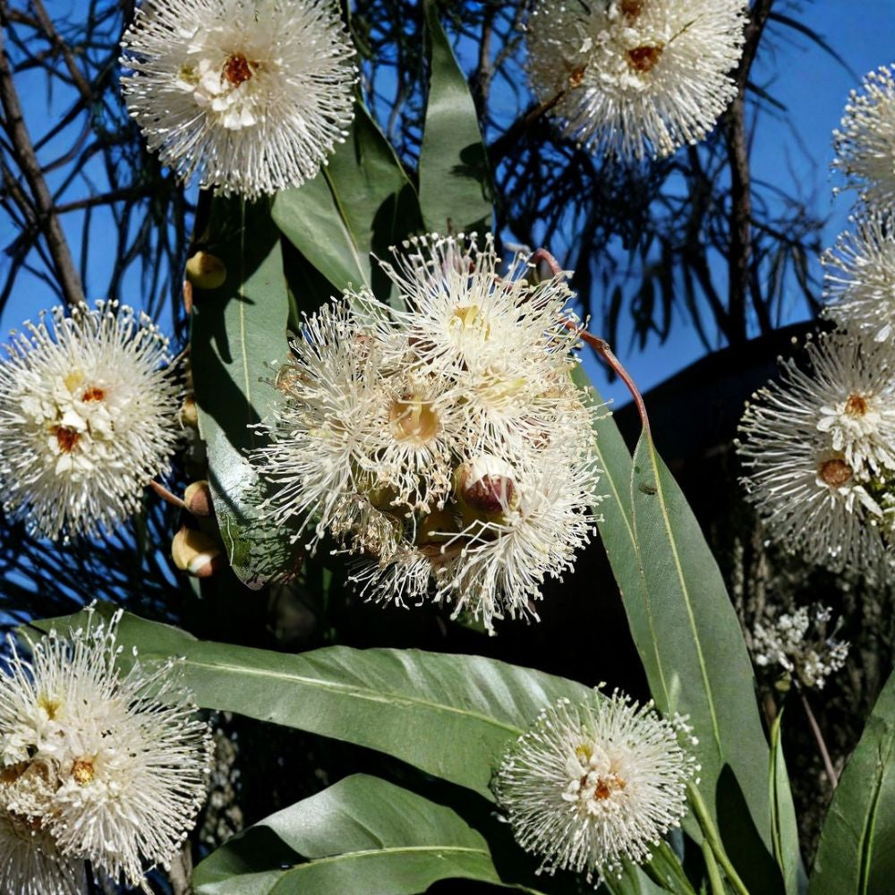 Eucalyptus citriodora – Lemon Scented Gum Seeds | 150 Seeds | Fast Growing Fragrant Evergreen Tree