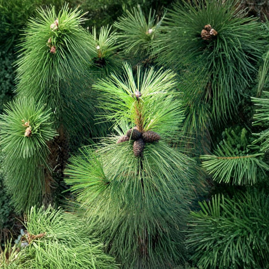Ponderosa Pine – Pinus ponderosa 10 Seeds | Fragrant Evergreen | Hardy Western Conifer  Fast Growing | Cold & Drought Tolerant | Bonsai & Timber Tree