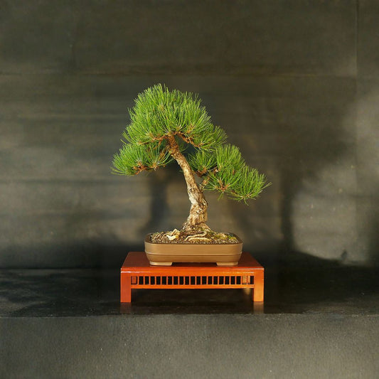 Austrian Pine – Pinus nigra Seeds | 1600 Seeds | Hardy Evergreen Tree | Fast Growing | Windbreak & Bonsai