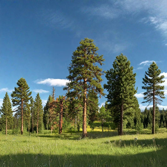 Ponderosa Pine – Pinus ponderosa 30 Seeds | Fragrant Evergreen | Hardy Western Conifer  Fast Growing | Cold & Drought Tolerant | Bonsai & Timber Tree