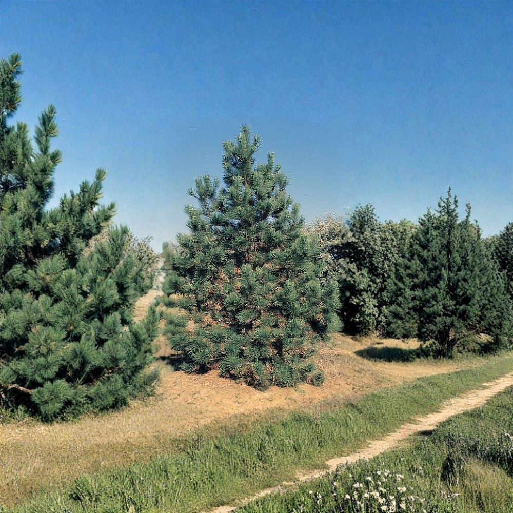 Ponderosa Pine – Pinus ponderosa 60 Seeds | Fragrant Evergreen | Hardy Western Conifer  Fast Growing | Cold & Drought Tolerant | Bonsai & Timber Tree