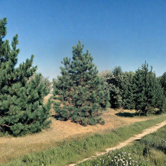 Ponderosa Pine – Pinus ponderosa 60 Seeds | Fragrant Evergreen | Hardy Western Conifer  Fast Growing | Cold & Drought Tolerant | Bonsai & Timber Tree