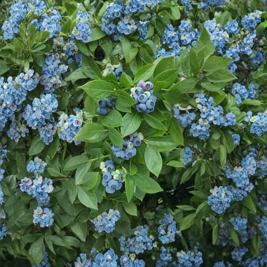 Highbush Blueberry – Vaccinium corymbosum Seeds | 30 Seeds | Edible Hardy Shrub | Fall Color & Wildlife Friendly