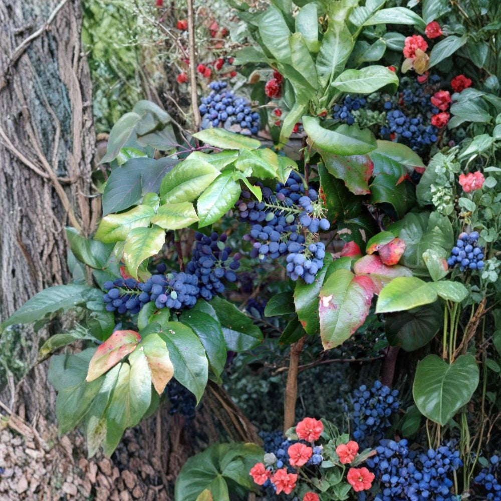 Oregon Holly Grape – Mahonia aquifolium 20 Seeds | Evergreen Shrub | Edible Blue Berries  Hardy Native Plant | Showy Yellow Flowers | Shade & Drought Tolerant