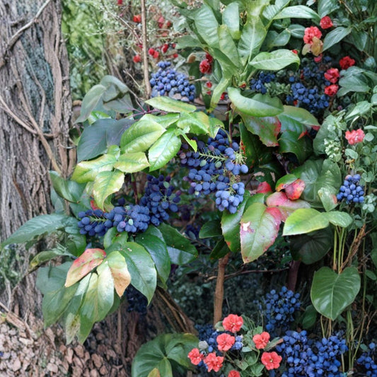 Oregon Holly Grape – Mahonia aquifolium 20 Seeds | Evergreen Shrub | Edible Blue Berries  Hardy Native Plant | Showy Yellow Flowers | Shade & Drought Tolerant