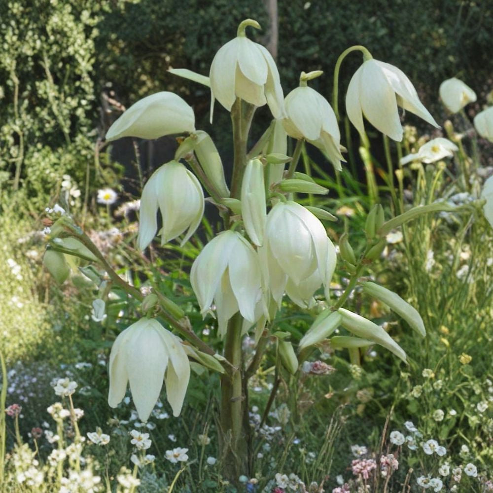 Adam’s Needle – Yucca filamentosa 100 Seeds | Hardy Evergreen | Showy White Flower Spikes  Spanish Bayonet | Drought Tolerant | Architectural Accent Plant