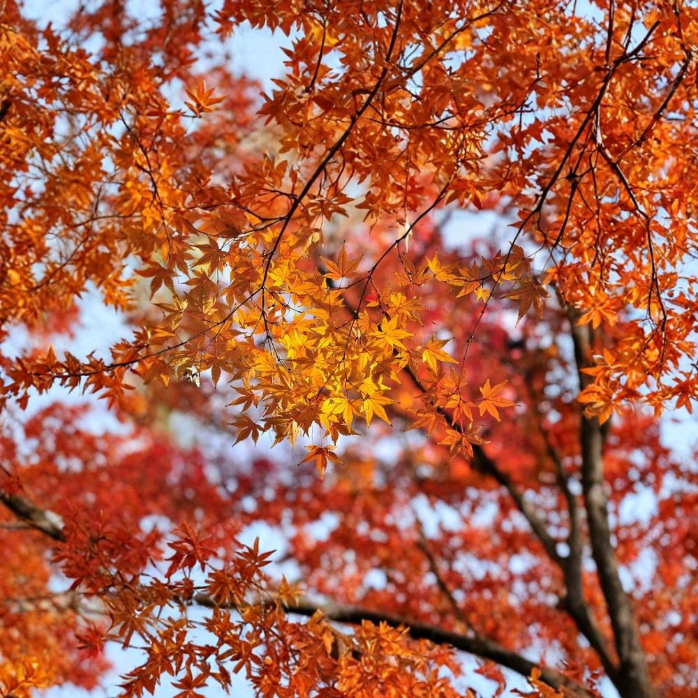 Painted Maple – Acer mono (Acer pictum) Tree Seeds | 20 Seeds | Hardy Fall Color Shade Tree | Cold Tolerant | Bonsai Friendly