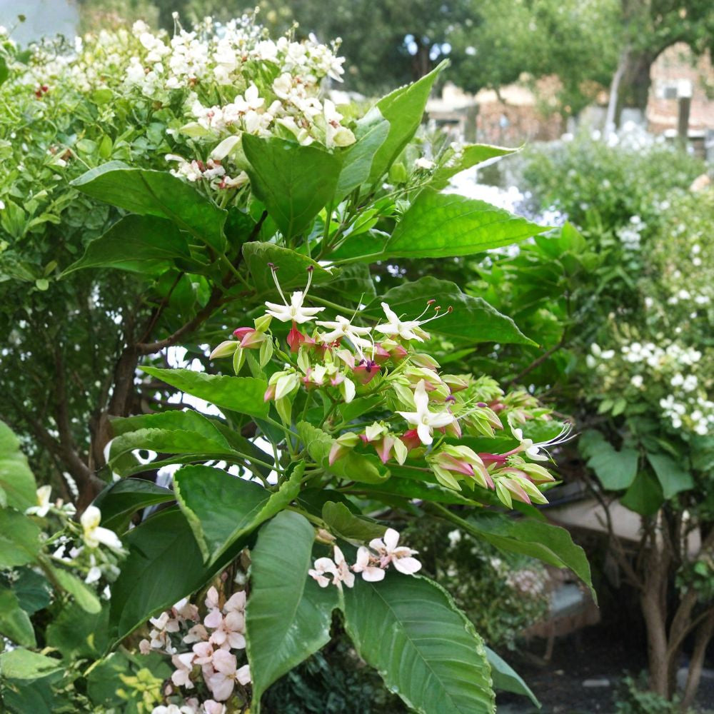 Harlequin Glorybower – Clerodendron trichotomum 120 Seeds | Fragrant Flowering Tree | Showy Blue Fruit  Late Summer Blooms | Ornamental Specimen | Unique Garden Tree