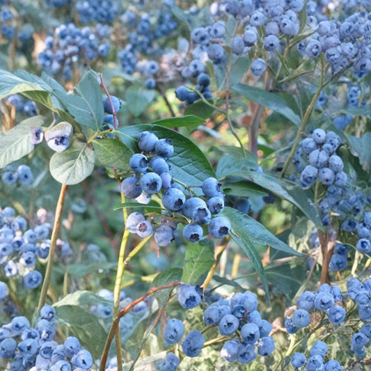 Highbush Blueberry – Vaccinium corymbosum Seeds | 100 Seeds | Edible Hardy Shrub | Fall Color & Wildlife Friendly