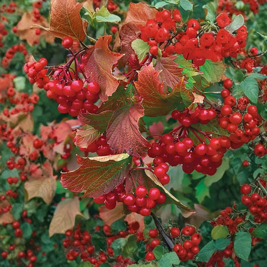 American Highbush Cranberry – Viburnum trilobum Seeds | 30 Seeds | Showy Edible Native Shrub