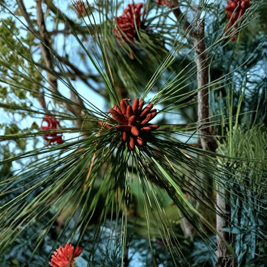 Ponderosa Pine – Pinus ponderosa 120 Seeds | Fragrant Evergreen | Hardy Western Conifer  Fast Growing | Cold & Drought Tolerant | Bonsai & Timber Tree
