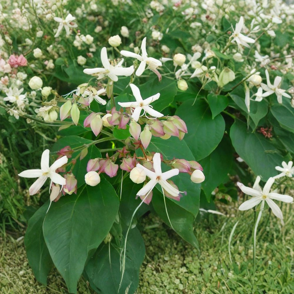Harlequin Glorybower – Clerodendron trichotomum 240 Seeds | Fragrant Flowering Tree | Showy Blue Fruit  Late Summer Blooms | Ornamental Specimen | Unique Garden Tree