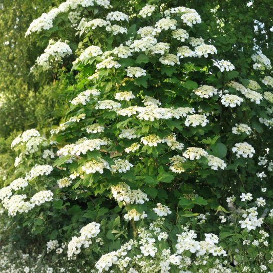 American Highbush Cranberry – Viburnum trilobum Seeds | 100 Seeds | Showy Edible Native Shrub