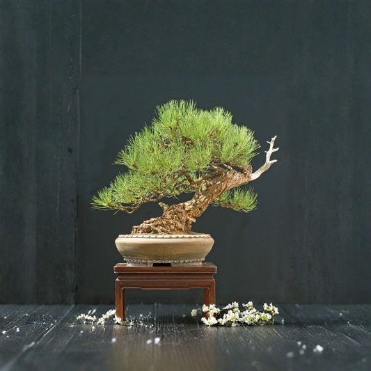 Ponderosa Pine – Pinus ponderosa 240 Seeds | Fragrant Evergreen | Hardy Western Conifer  Fast Growing | Cold & Drought Tolerant | Bonsai & Timber Tree