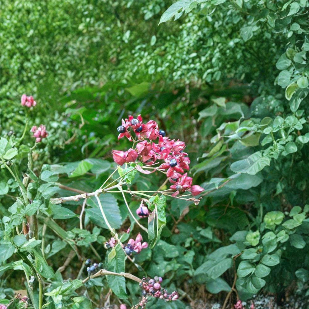 Harlequin Glorybower – Clerodendron trichotomum 480 Seeds | Fragrant Flowering Tree | Showy Blue Fruit  Late Summer Blooms | Ornamental Specimen | Unique Garden Tree