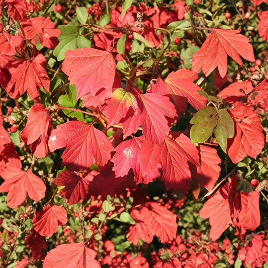 American Highbush Cranberry – Viburnum trilobum Seeds | 200 Seeds | Showy Edible Native Shrub