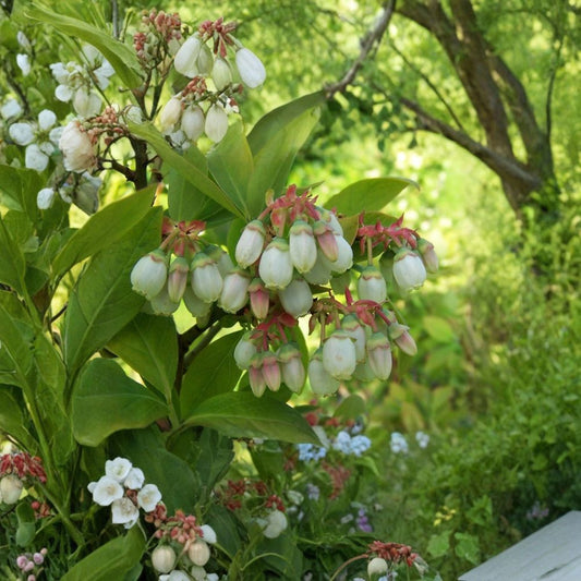 Highbush Blueberry – Vaccinium corymbosum Seeds | 400 Seeds | Edible Hardy Shrub | Fall Color & Wildlife Friendly