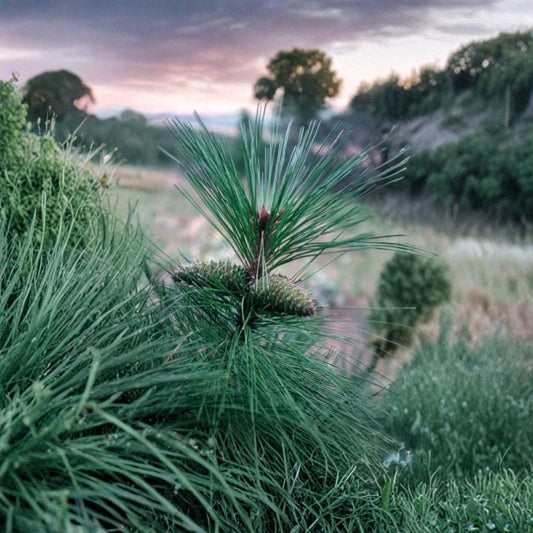 Ponderosa Pine – Pinus ponderosa 480 Seeds | Fragrant Evergreen | Hardy Western Conifer  Fast Growing | Cold & Drought Tolerant | Bonsai & Timber Tree